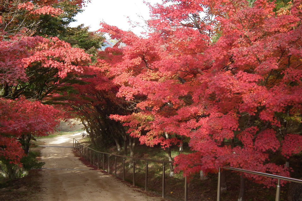 龍泉寺の紅葉の写真